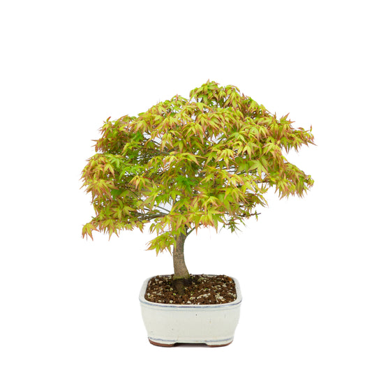 Acer palmatum « Kiyohime » (érable japonais), hauteur ~37 cm