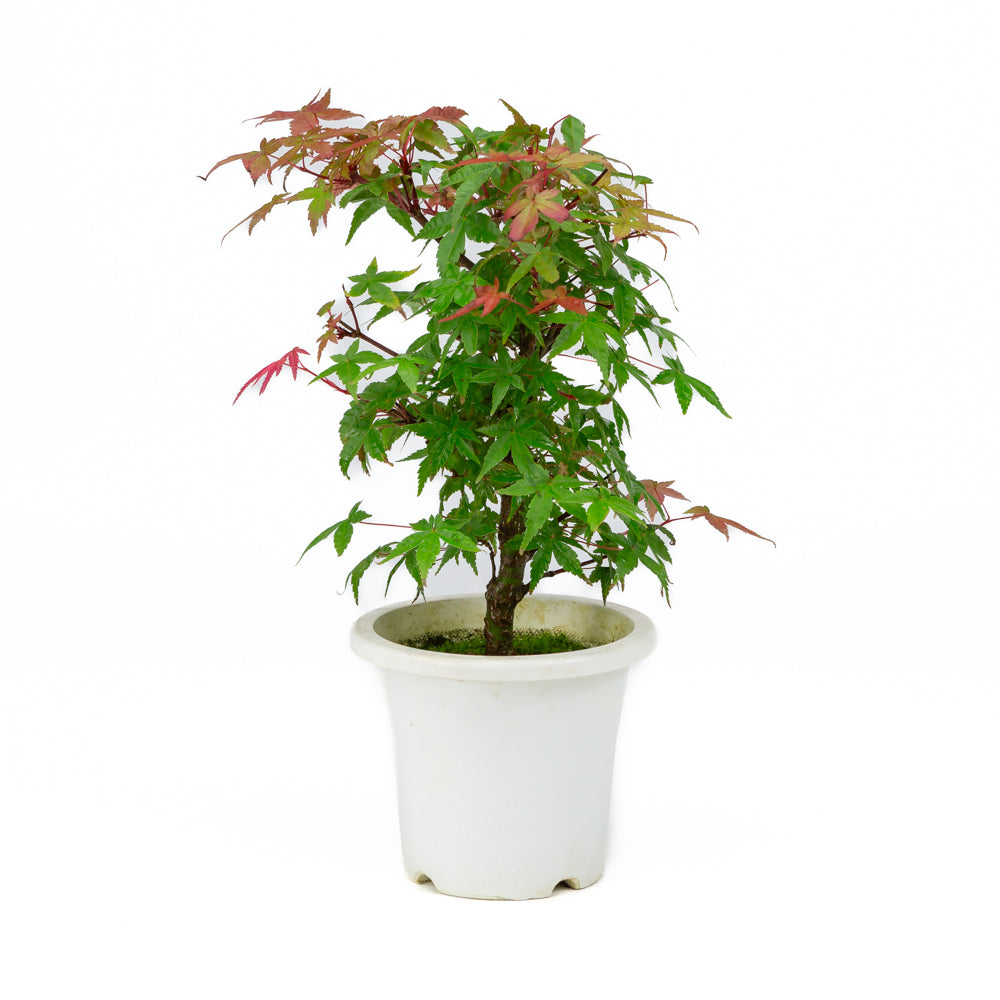 Acer palmatum pot en plastique 13 cm, hauteur ~33 cm