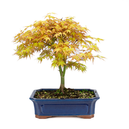 Acer palmatum « Katsura » (érable japonais), hauteur ~46 cm