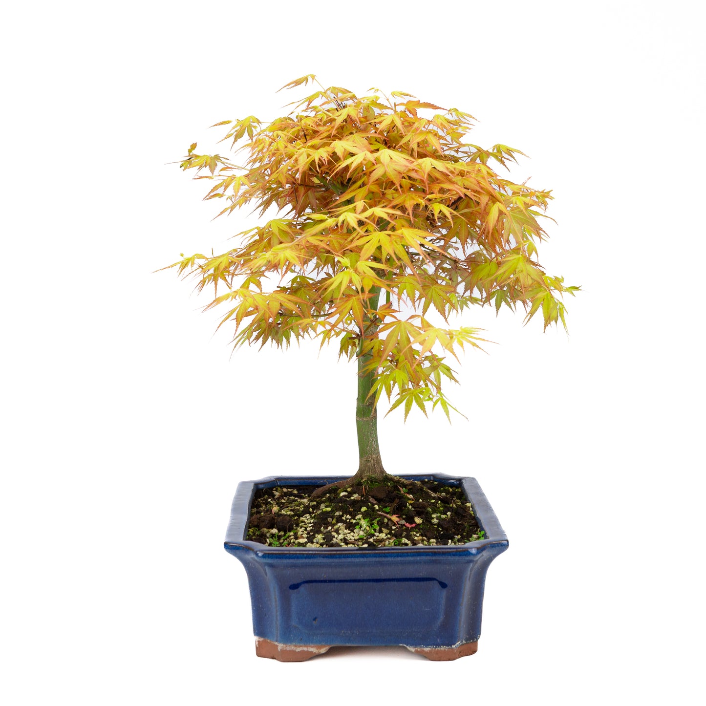 Acer palmatum « Katsura » (érable japonais), hauteur ~46 cm