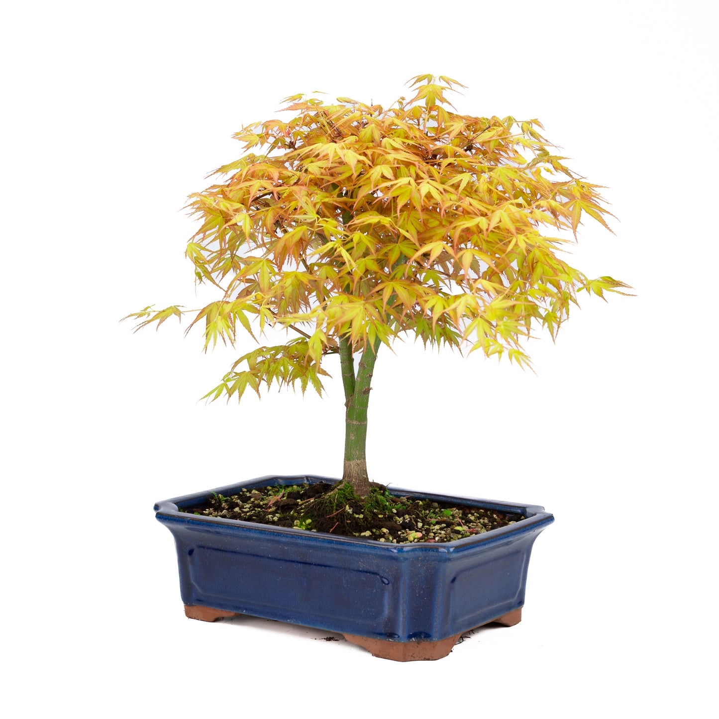 Acer palmatum « Katsura » (érable japonais), hauteur ~46 cm