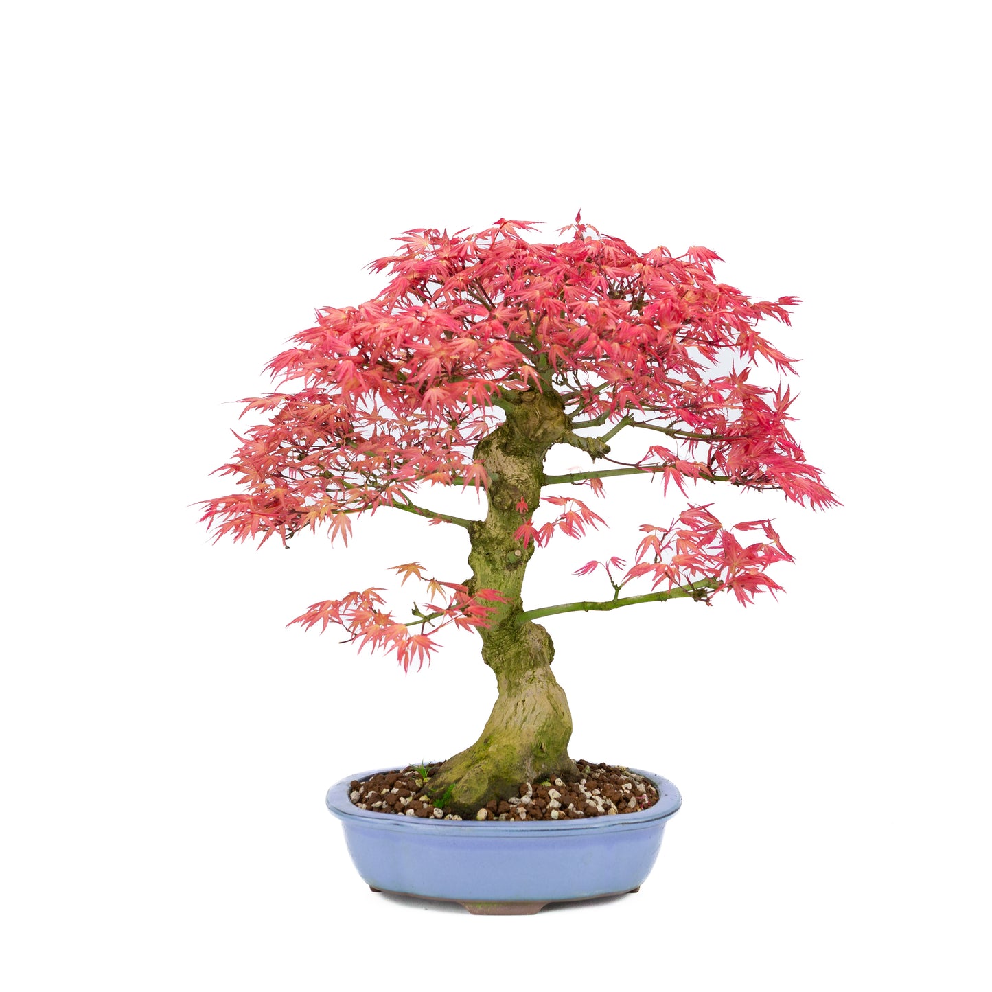 Acer palmatum « Benichidori » (érable japonais), hauteur ~38 cm