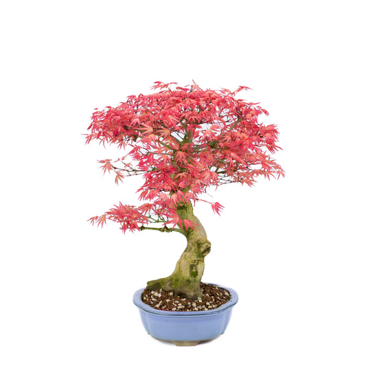 Acer palmatum « Benichidori » (érable japonais), hauteur ~38 cm