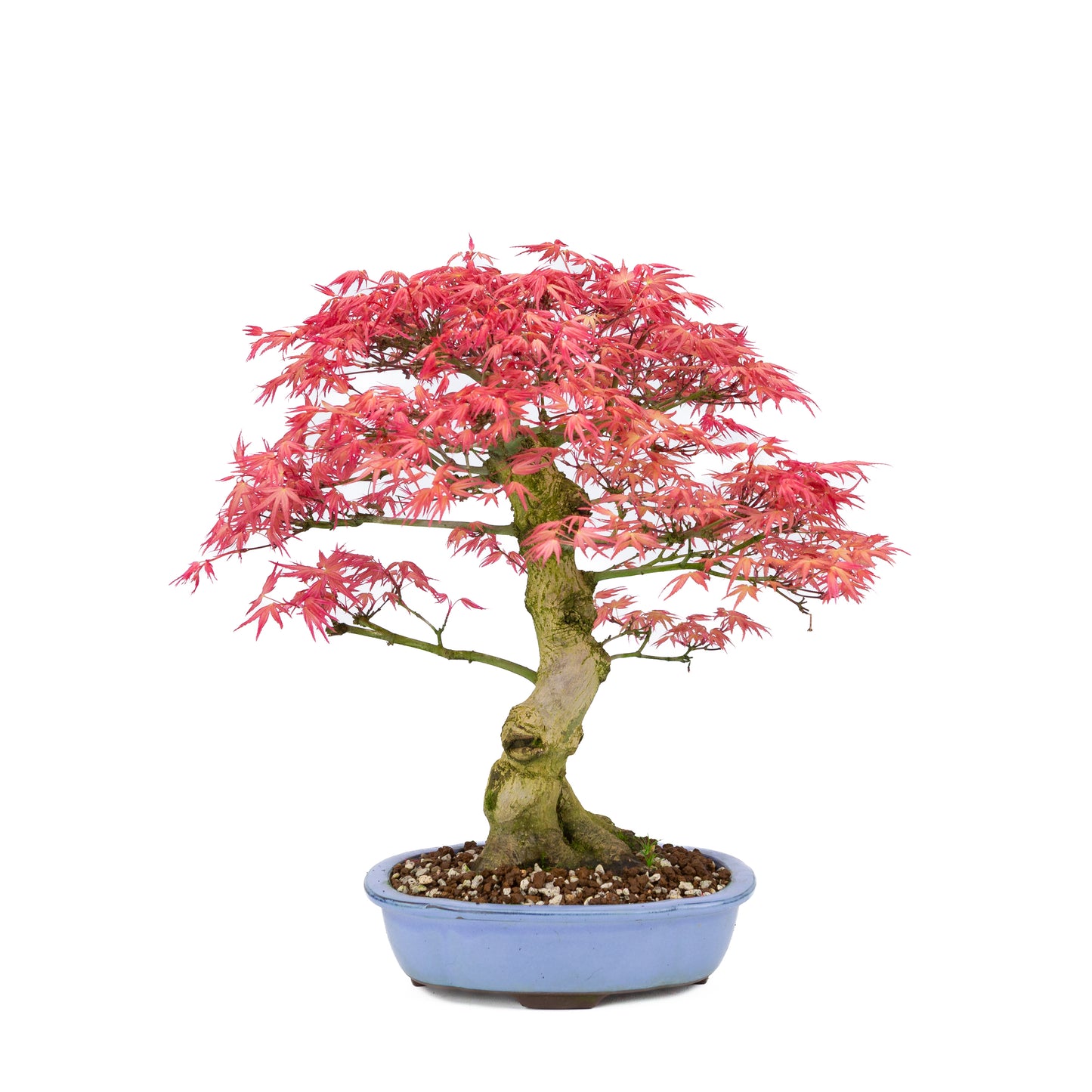 Acer palmatum « Benichidori » (érable japonais), hauteur ~38 cm