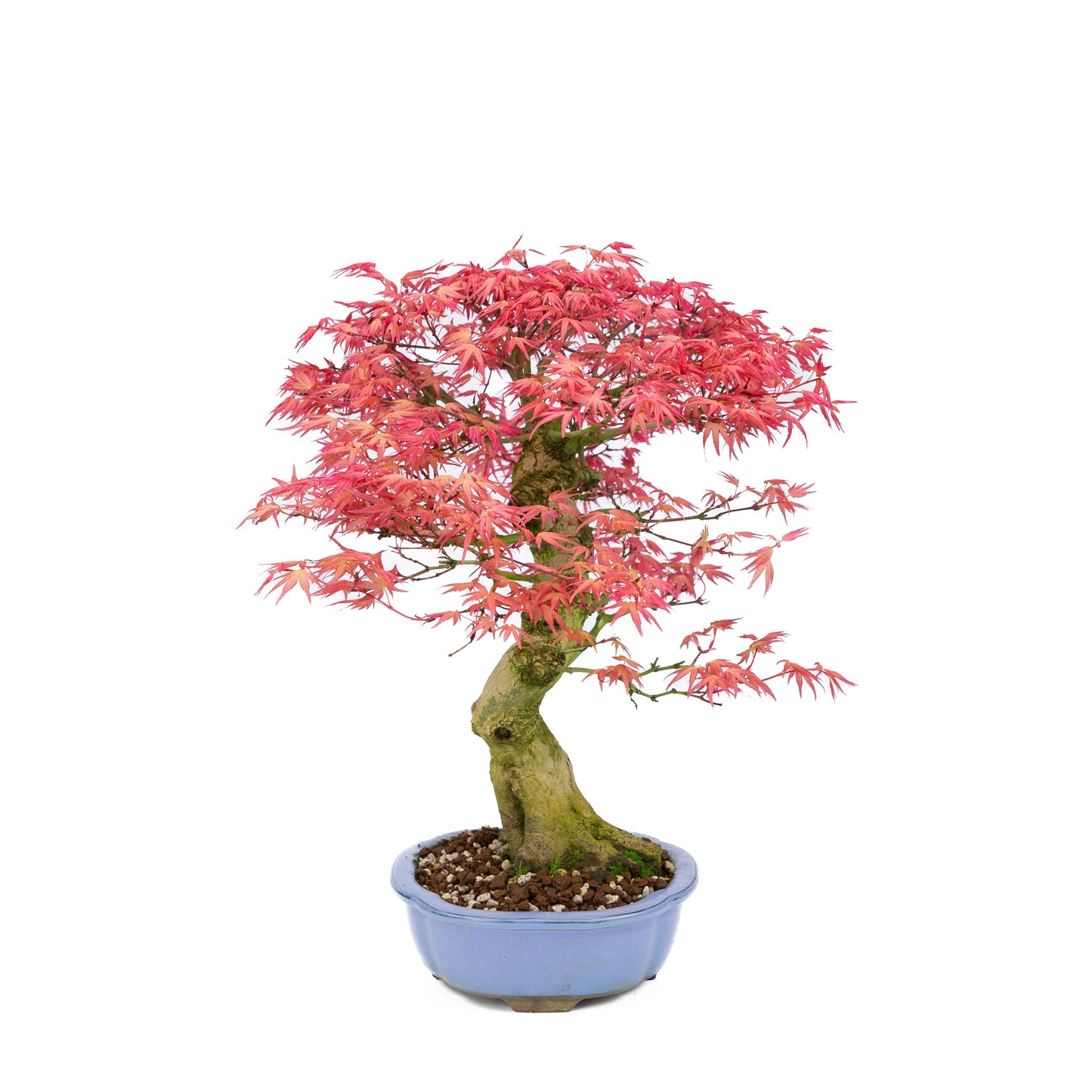 Acer palmatum « Benichidori » (érable japonais), hauteur ~38 cm