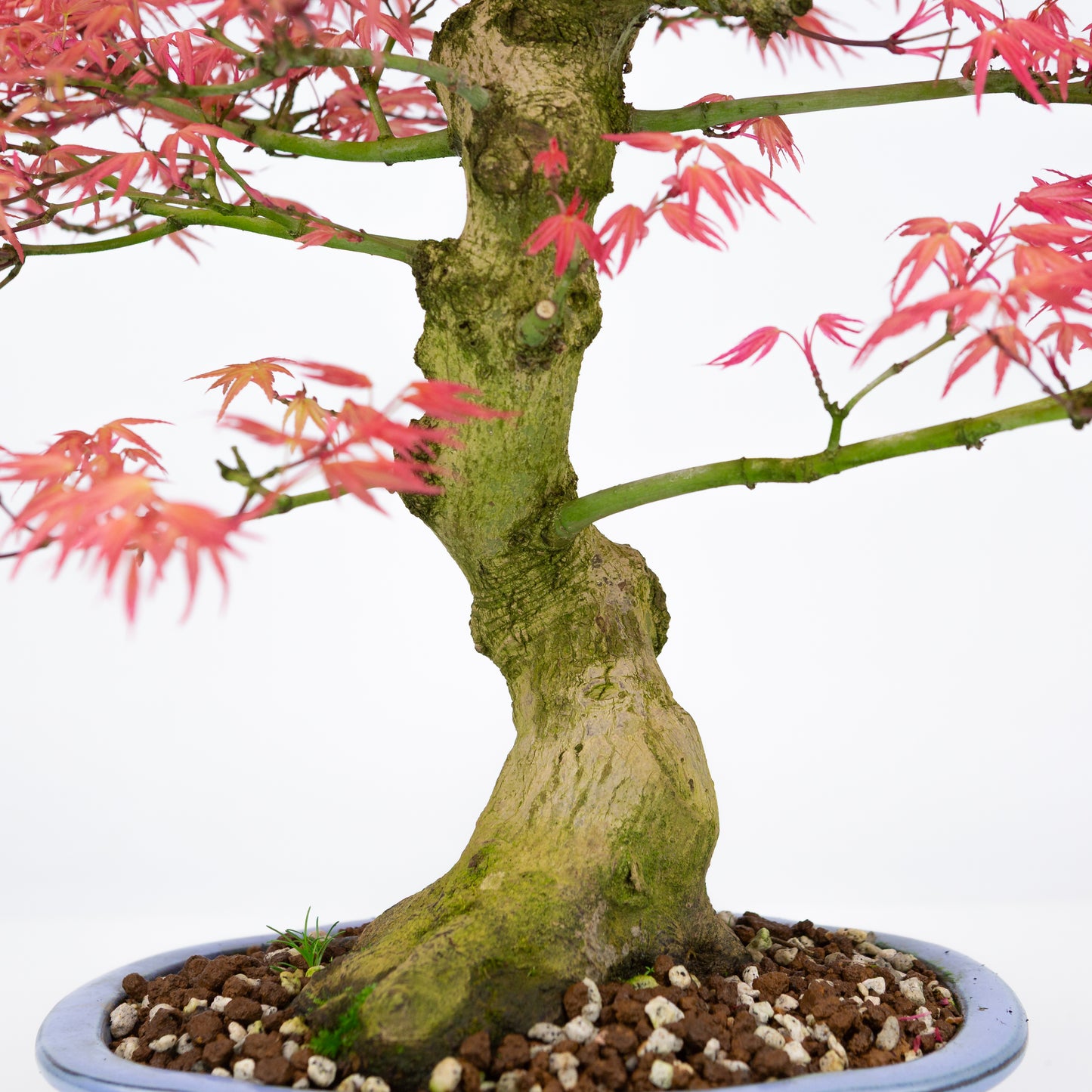 Acer palmatum « Benichidori » (érable japonais), hauteur ~38 cm