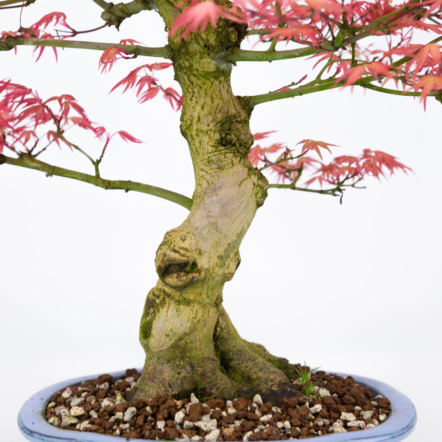 Acer palmatum « Benichidori » (érable japonais), hauteur ~38 cm
