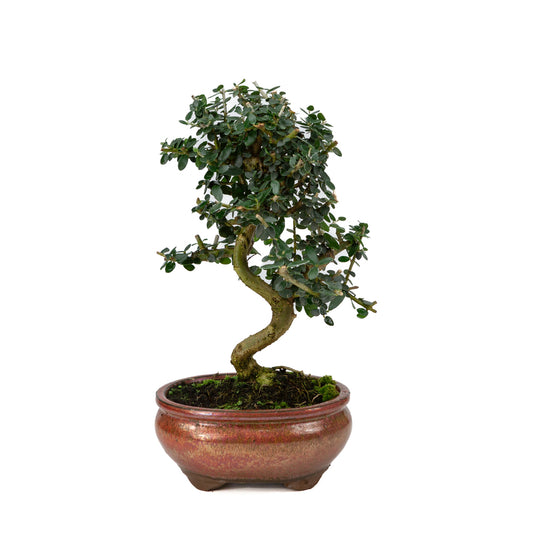 Olea europaea sylvestris pot ovale rouge 15 cm, hauteur ~32 cm
