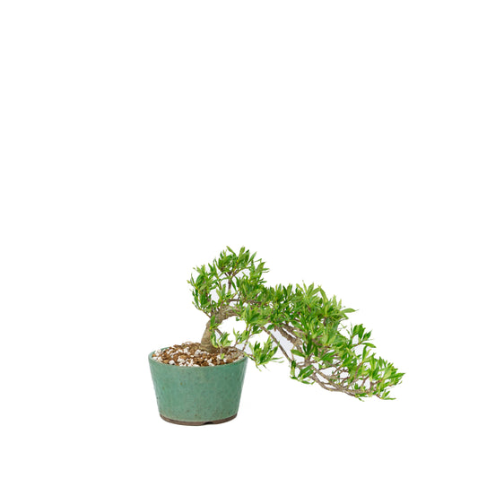 Gardenia jasminoides (jasmin du Cap), hauteur ~18 cm