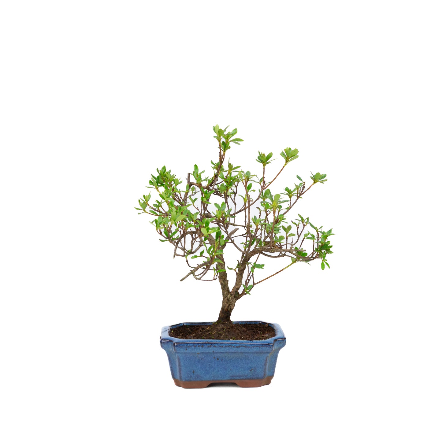 Rhododendron pot rectangulaire bleu 15 cm, hauteur ~30 cm