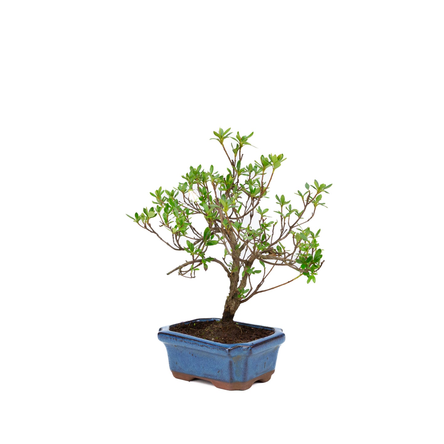 Rhododendron pot rectangulaire bleu 15 cm, hauteur ~30 cm