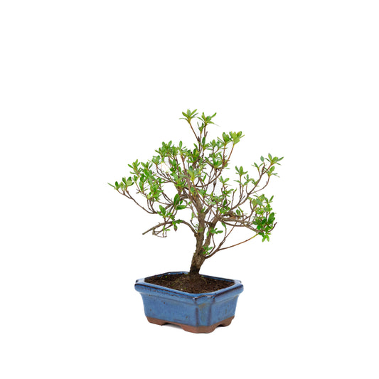 Rhododendron pot rectangulaire bleu 15 cm, hauteur ~30 cm