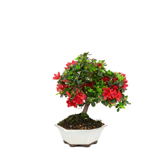 Rhododendron indicum (azalée satsuki), hauteur ~33 cm