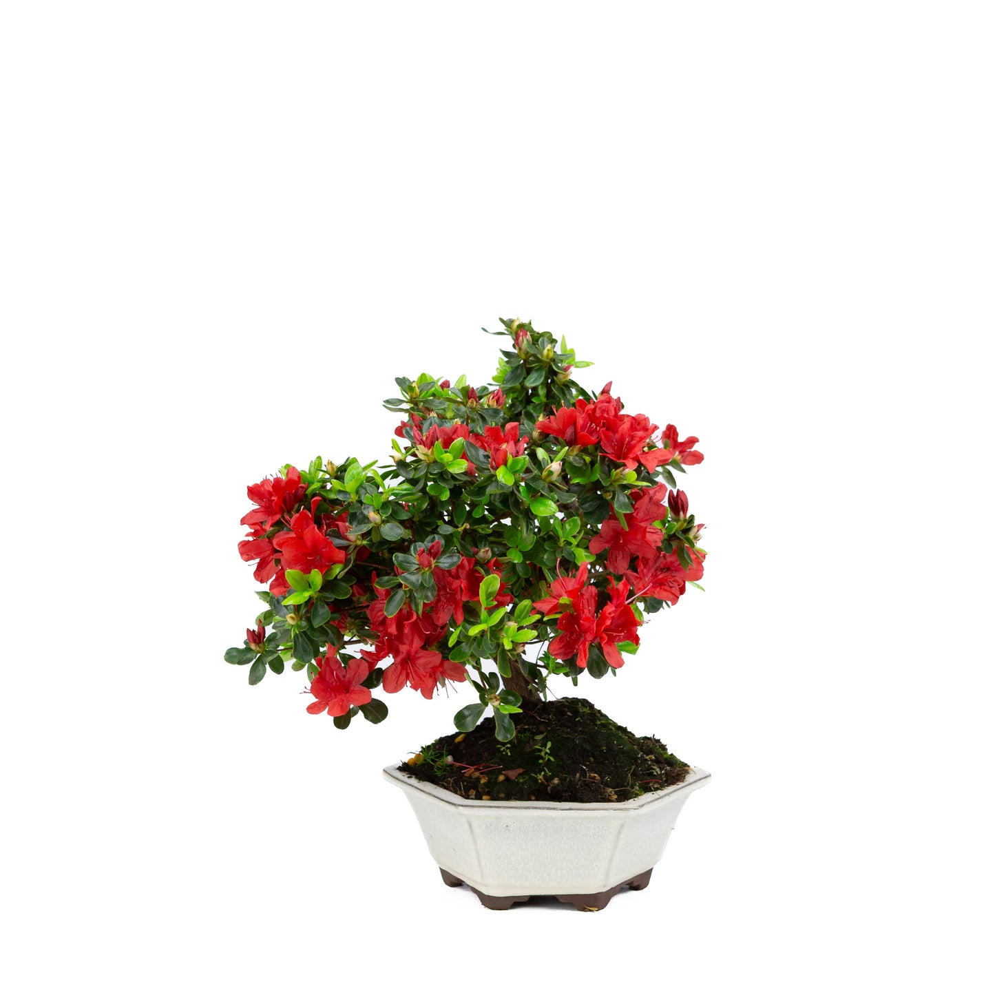 Rhododendron indicum (azalée satsuki), hauteur ~33 cm