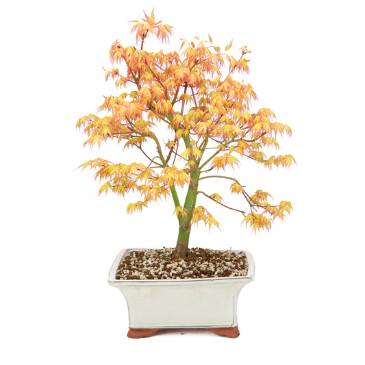 Acer palmatum « Katsura » (érable japonais), hauteur ~47 cm