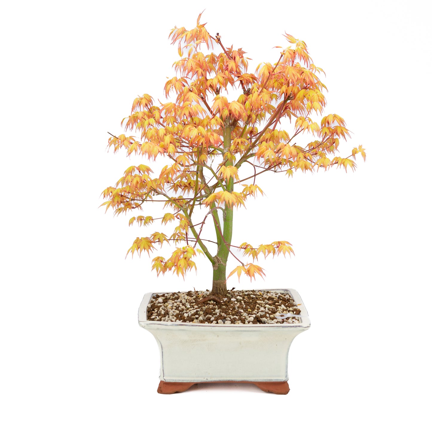 Acer palmatum « Katsura » (érable japonais), hauteur ~47 cm