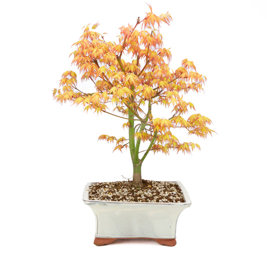 Acer palmatum « Katsura » (érable japonais), hauteur ~47 cm