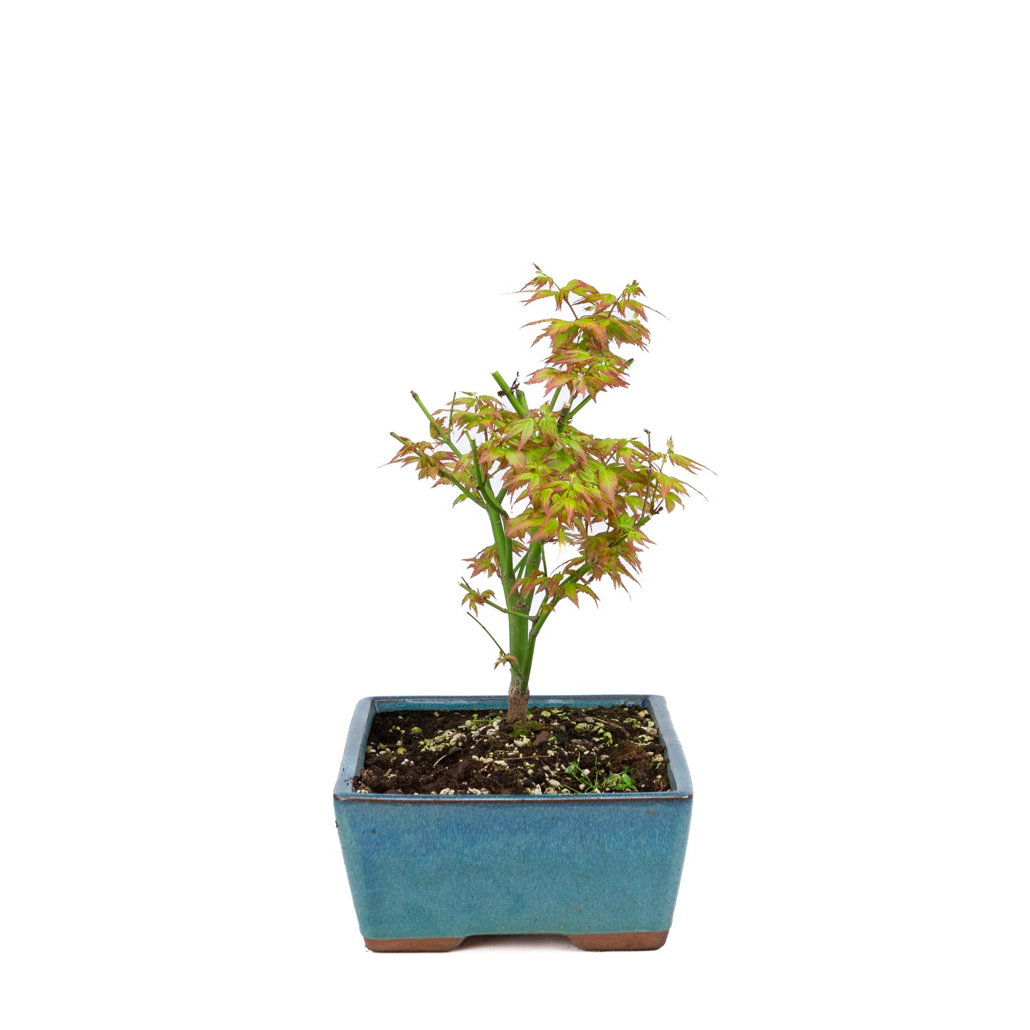 Acer palmatum « Little Princess » (érable japonais), hauteur ~34 cm