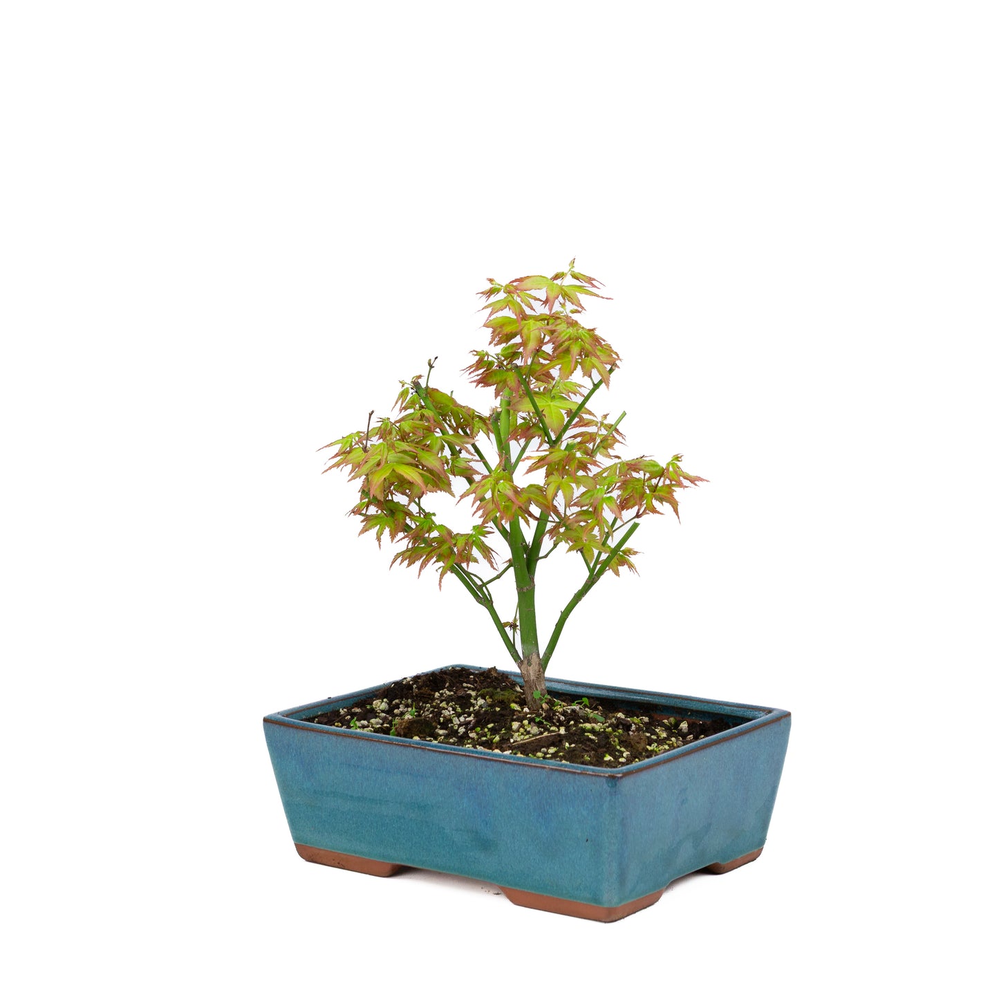Acer palmatum « Little Princess » (érable japonais), hauteur ~34 cm