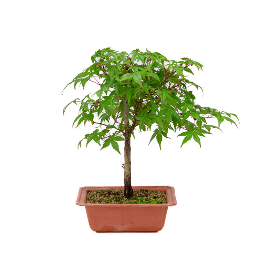 Acer palmatum Deshojo pot en plastique 17 cm, hauteur ~32 cm