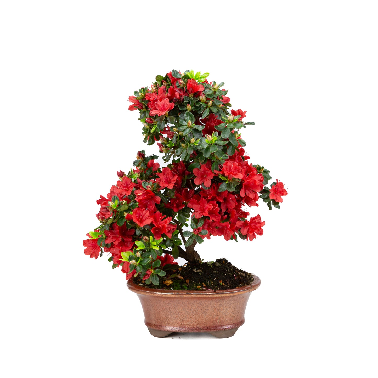 Rhododendron indicum (azalée satsuki), hauteur ~40 cm