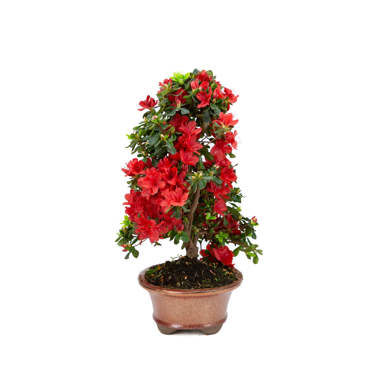 Rhododendron indicum (azalée satsuki), hauteur ~40 cm