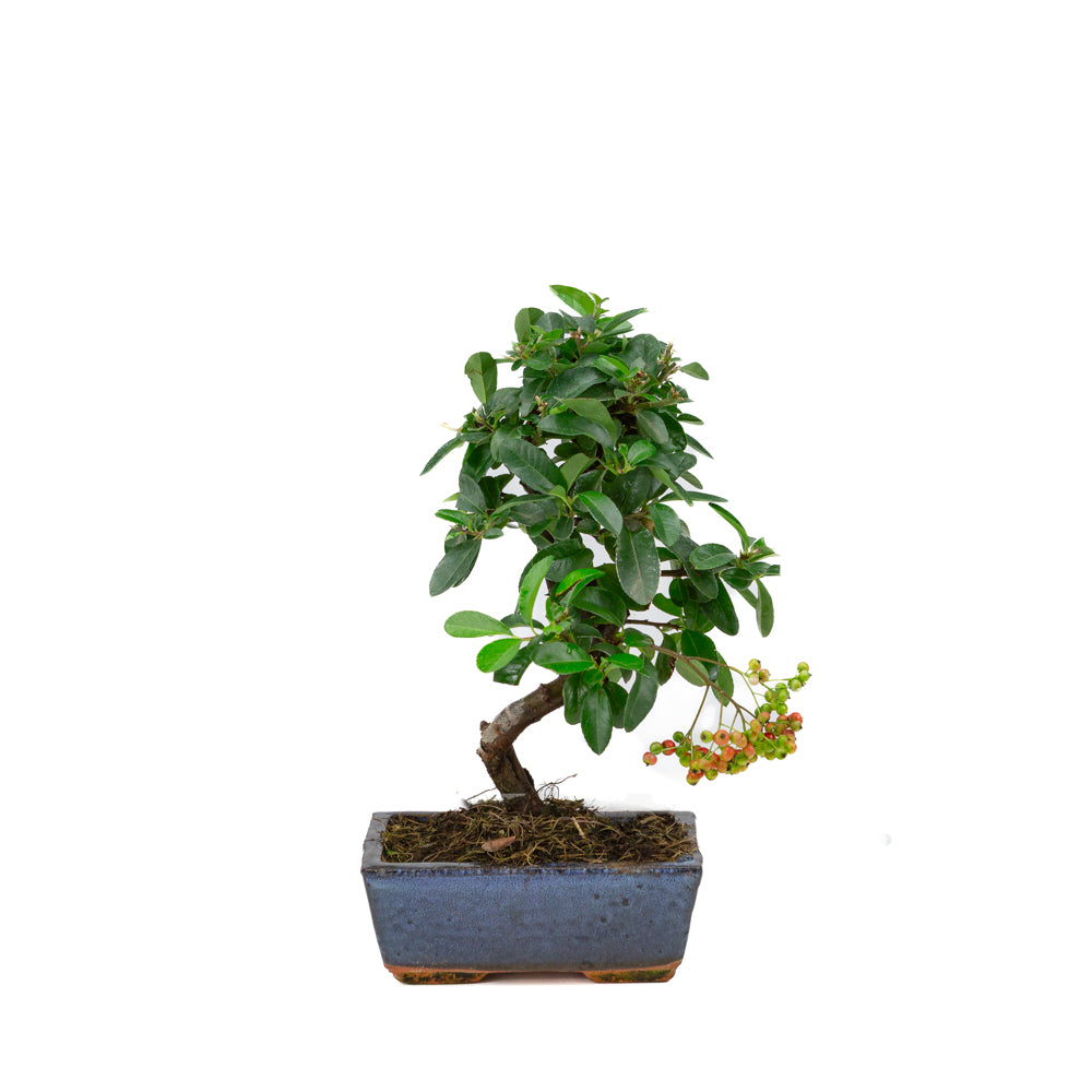 Pyracantha angustifolia pot rectangulaire bleu 15 cm, hauteur ~30 cm