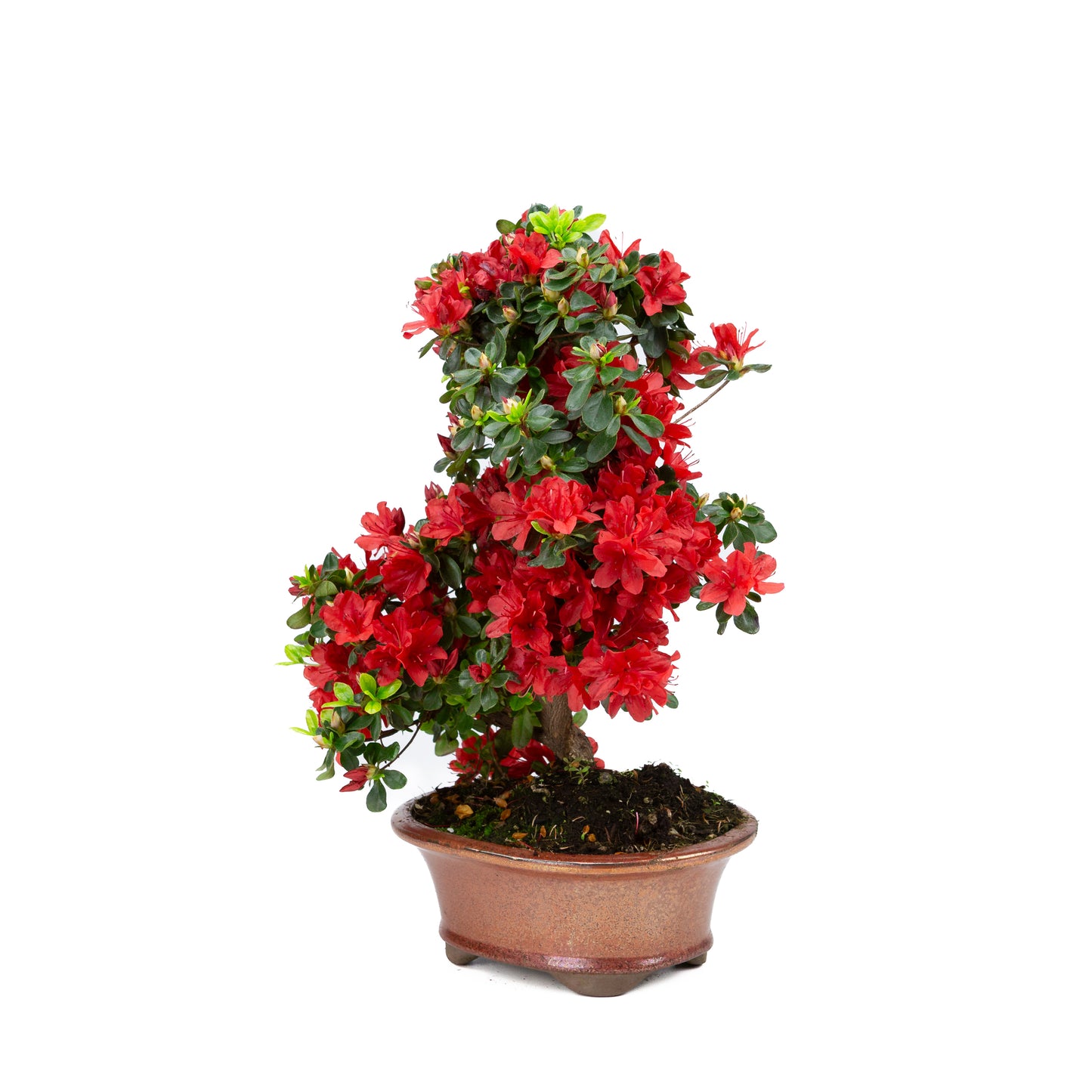 Rhododendron indicum (azalée satsuki), hauteur ~40 cm