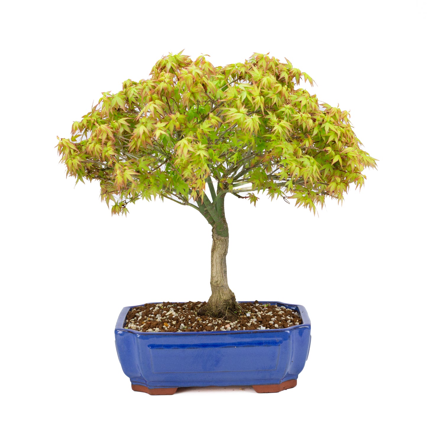 Acer palmatum « Kiyohime » (érable japonais), hauteur ~45 cm