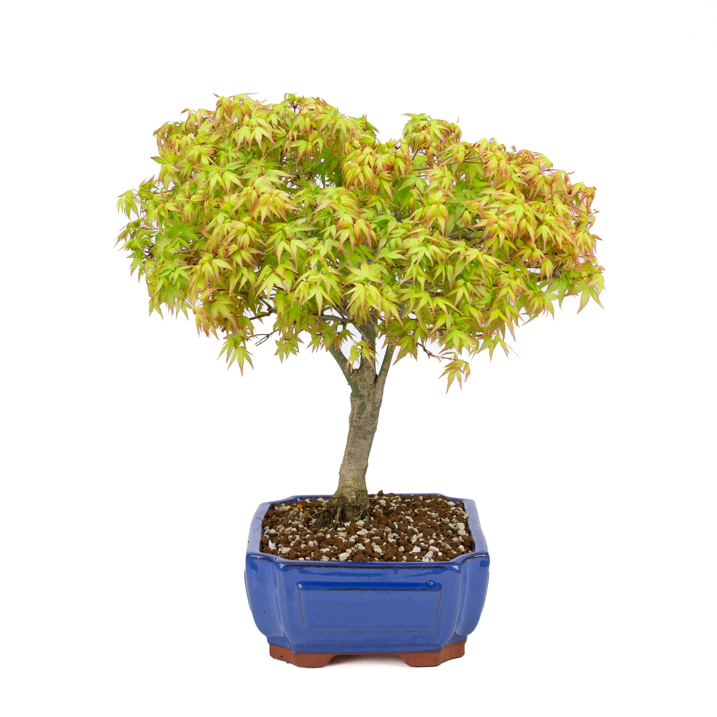 Acer palmatum « Kiyohime » (érable japonais), hauteur ~45 cm