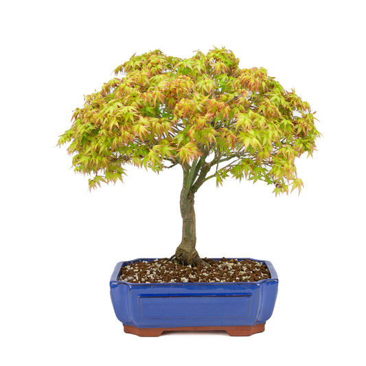 Acer palmatum « Kiyohime » (érable japonais), hauteur ~45 cm