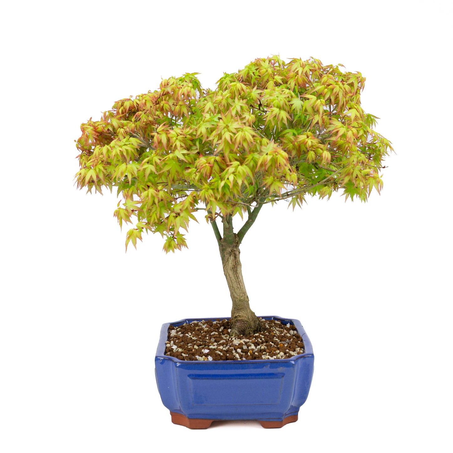 Acer palmatum « Kiyohime » (érable japonais), hauteur ~45 cm