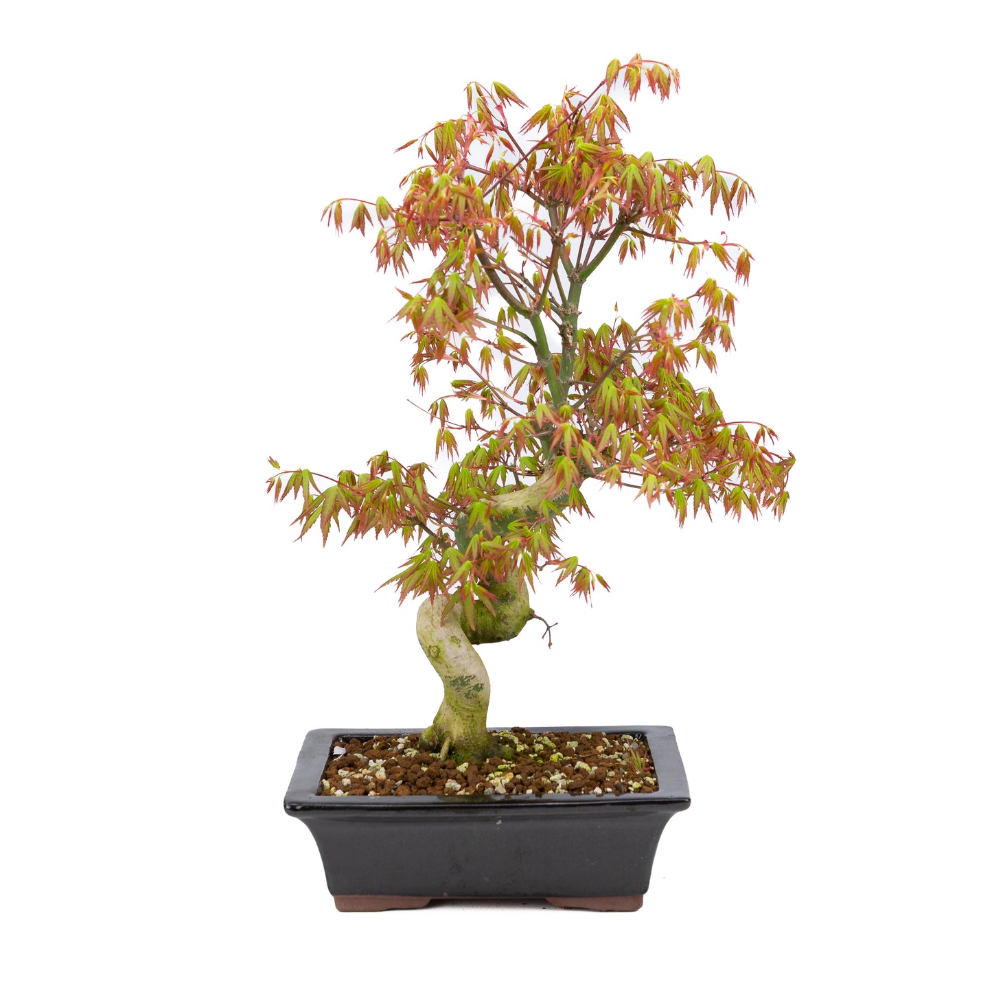 Acer palmatum (érable japonais), hauteur ~47 cm