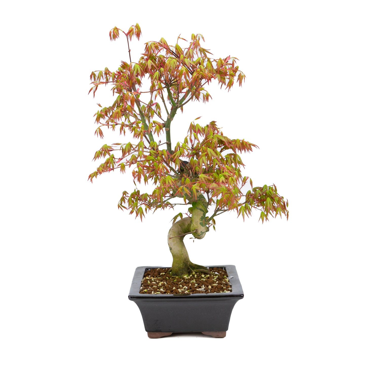 Acer palmatum (érable japonais), hauteur ~47 cm