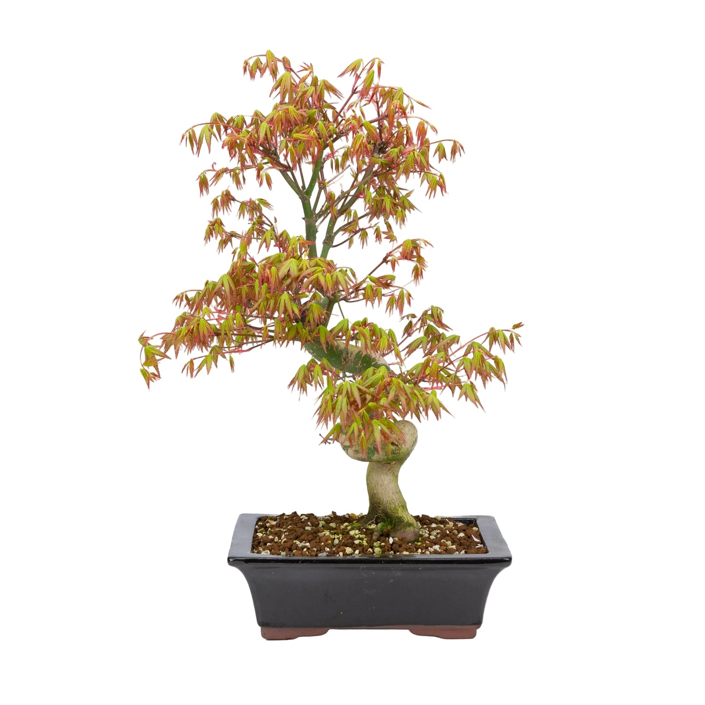 Acer palmatum (érable japonais), hauteur ~47 cm