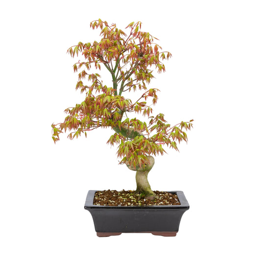 Acer palmatum (érable japonais), hauteur ~47 cm
