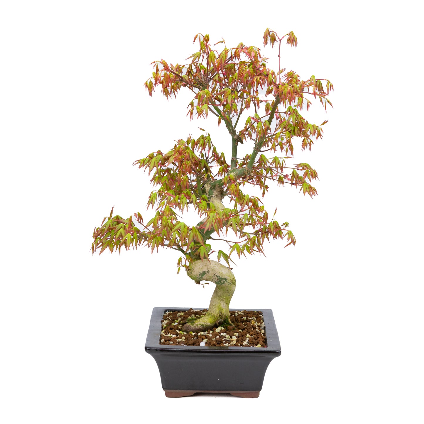 Acer palmatum (érable japonais), hauteur ~47 cm