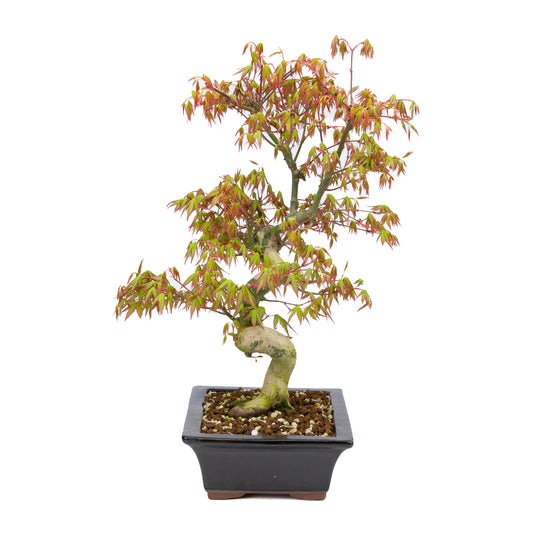 Acer palmatum (érable japonais), hauteur ~47 cm
