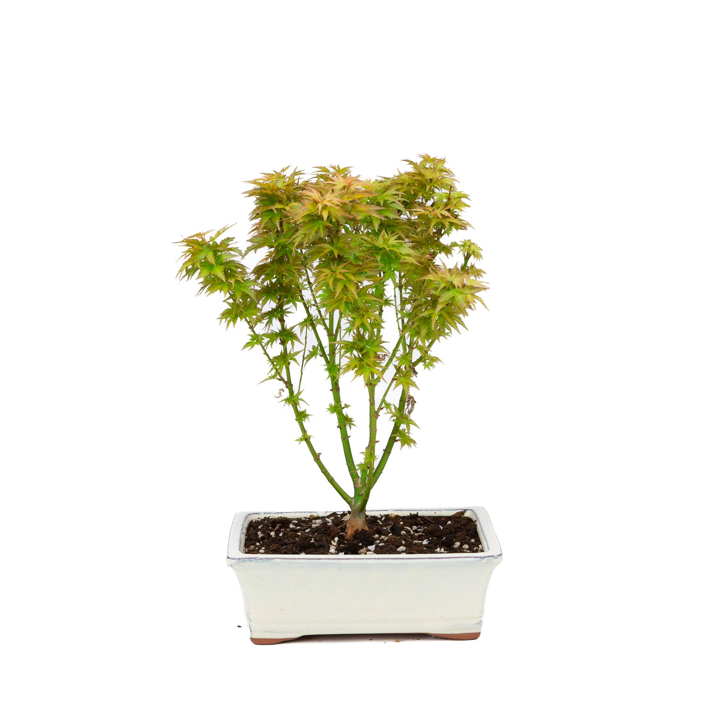 Acer palmatum 'Kotohime' (Érable du Japon), hauteur ~38cm