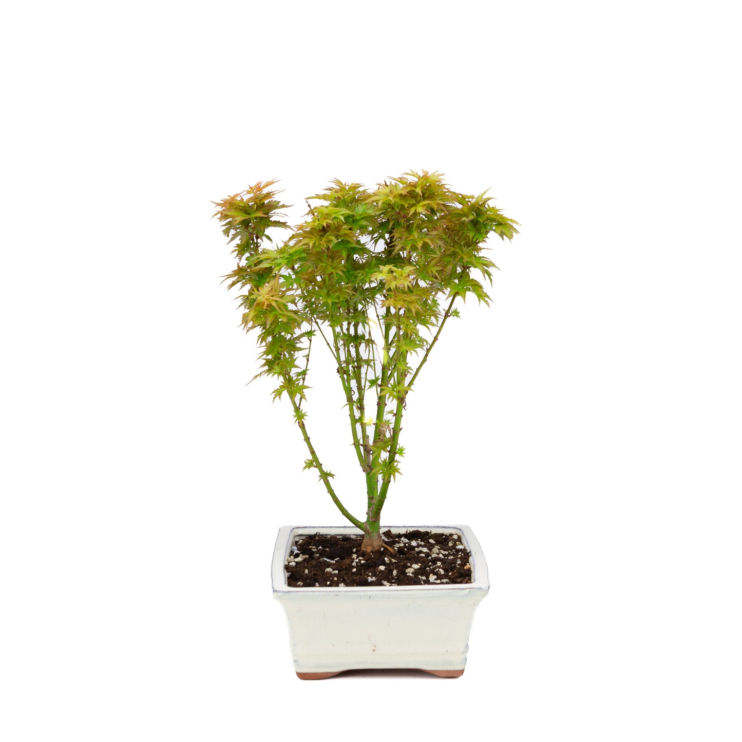 Acer palmatum 'Kotohime' (Érable du Japon), hauteur ~38cm