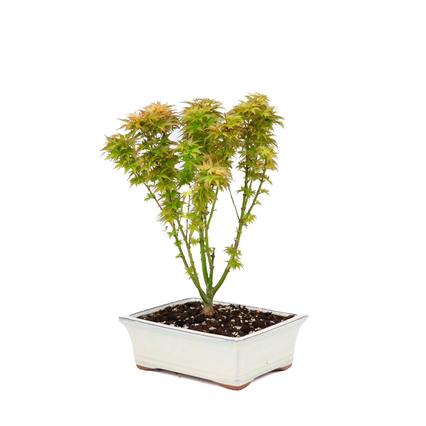 Acer palmatum 'Kotohime' (Érable du Japon), hauteur ~38cm