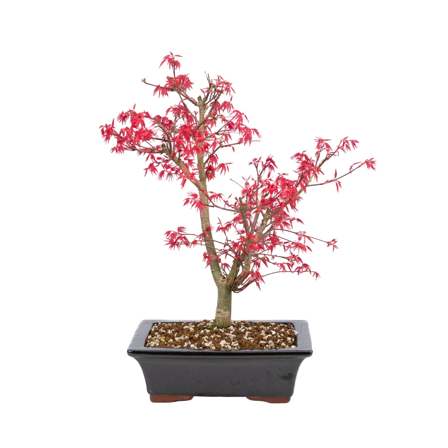 Acer palmatum « Deshojo » (érable japonais), hauteur ~42 cm