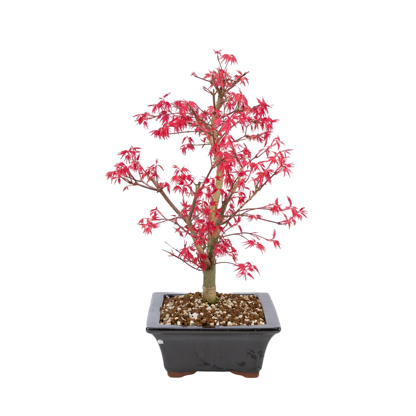 Acer palmatum « Deshojo » (érable japonais), hauteur ~42 cm
