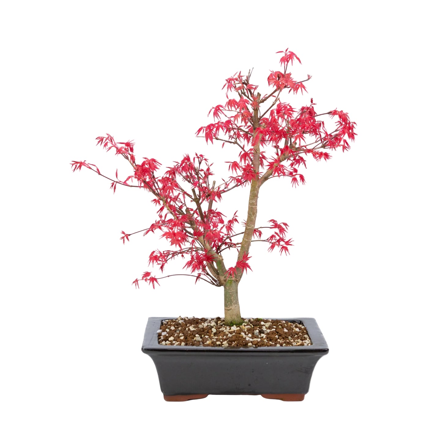 Acer palmatum « Deshojo » (érable japonais), hauteur ~42 cm
