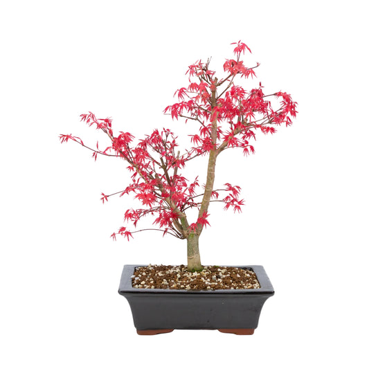 Acer palmatum « Deshojo » (érable japonais), hauteur ~42 cm