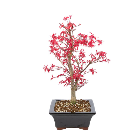 Acer palmatum « Deshojo » (érable japonais), hauteur ~42 cm