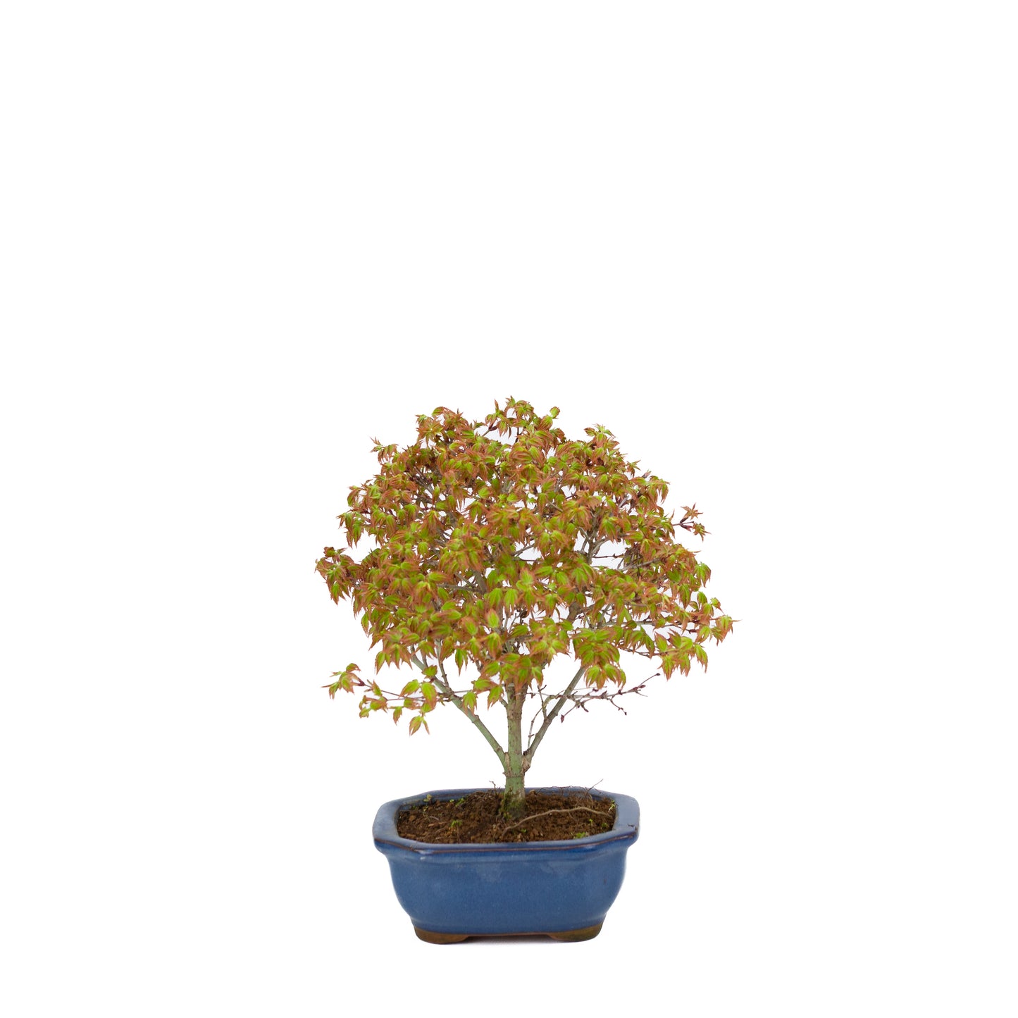 Acer palmatum 'Kiyohime' (érable japonais), hauteur ~28 cm