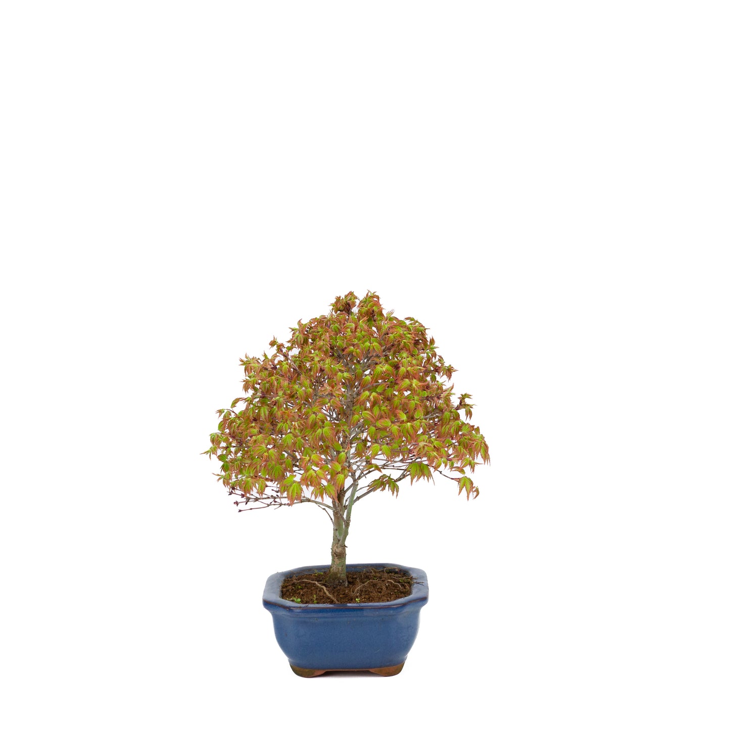 Acer palmatum 'Kiyohime' (érable japonais), hauteur ~28 cm