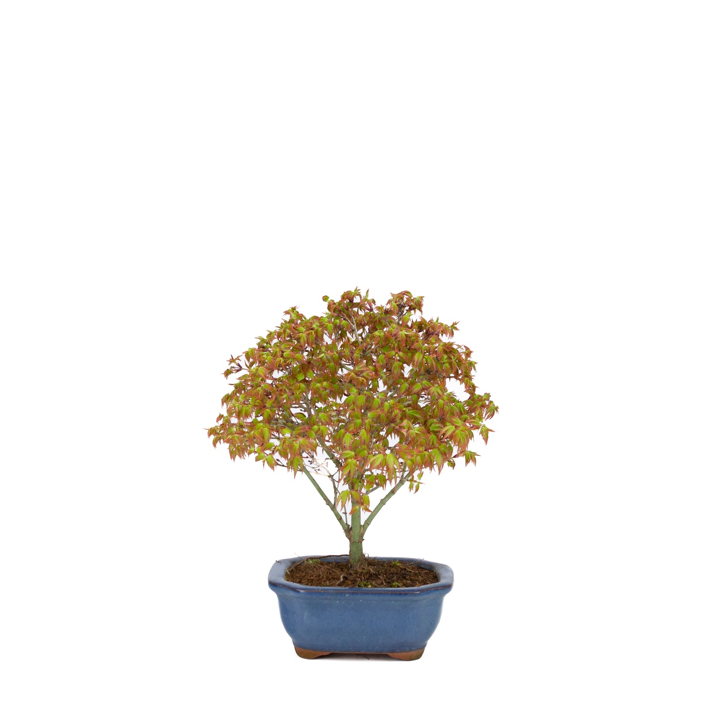 Acer palmatum 'Kiyohime' (érable japonais), hauteur ~28 cm