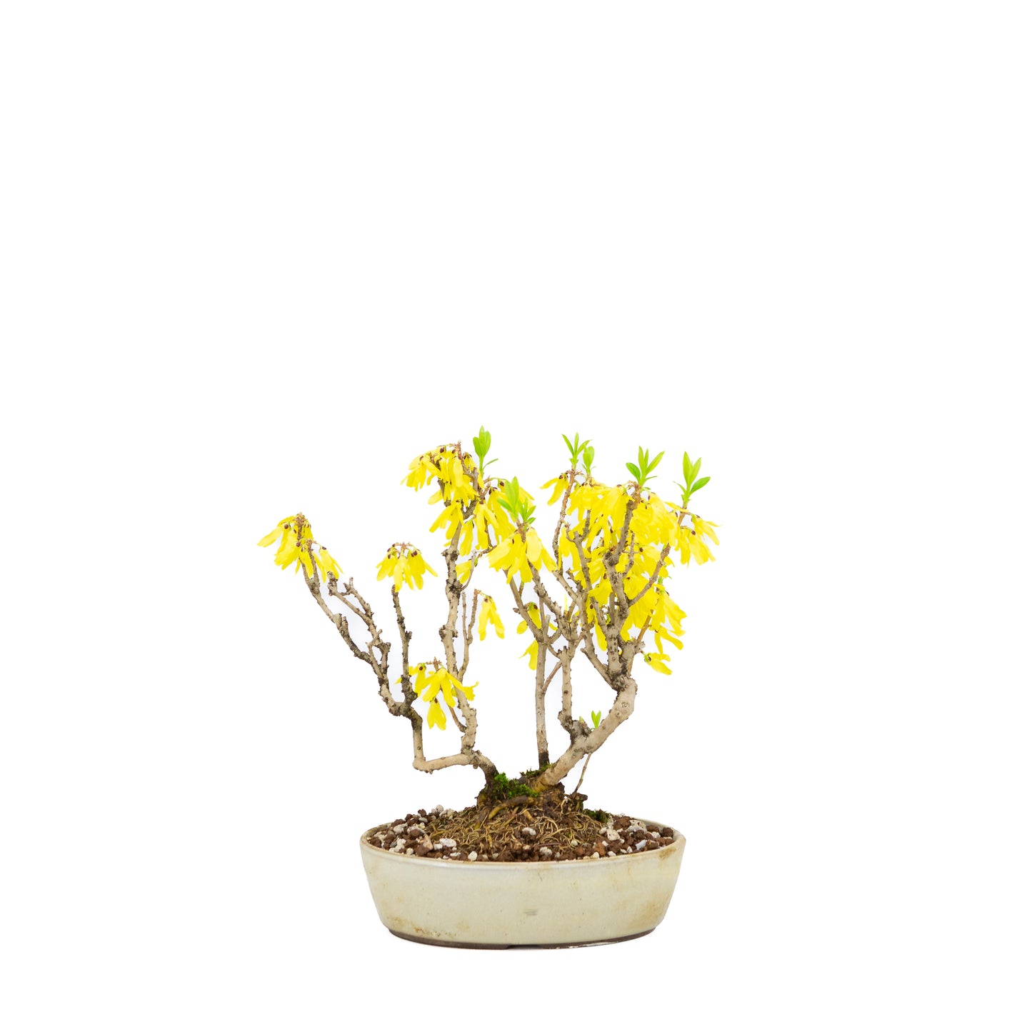 Forsythia (clochette chinoise), hauteur ~26 cm